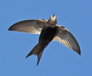 Common Swift