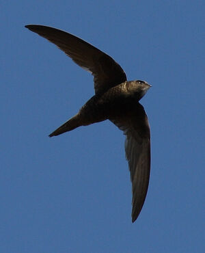 Common Swift