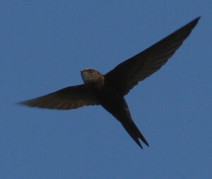 Common Swift