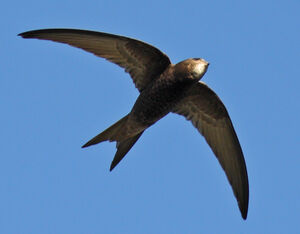 Common Swift