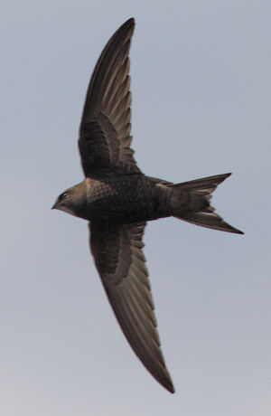 Pallid Swift