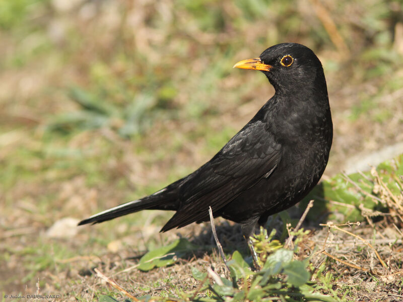 Common Blackbird, identification