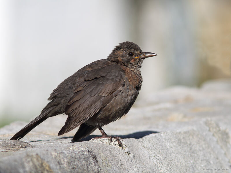 Common Blackbird female, identification