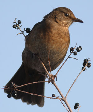 Common Blackbird