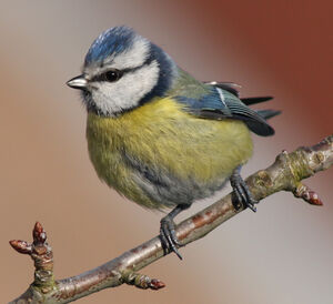 M�sange bleue 
&copy; Julien Daubignard