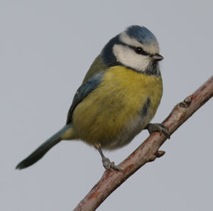 Eurasian Blue Tit