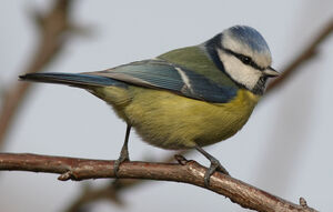 M�sange bleue 
&copy; Julien Daubignard