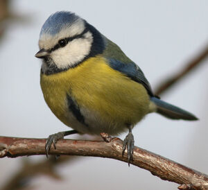 M�sange bleue 
&copy; Julien Daubignard