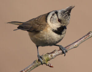 Mésange huppée