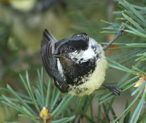Coal Tit