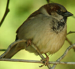 House Sparrow
