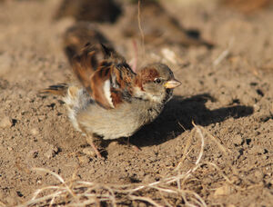 House Sparrow