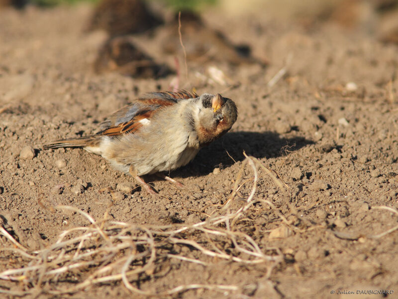House Sparrow, identification, Behaviour