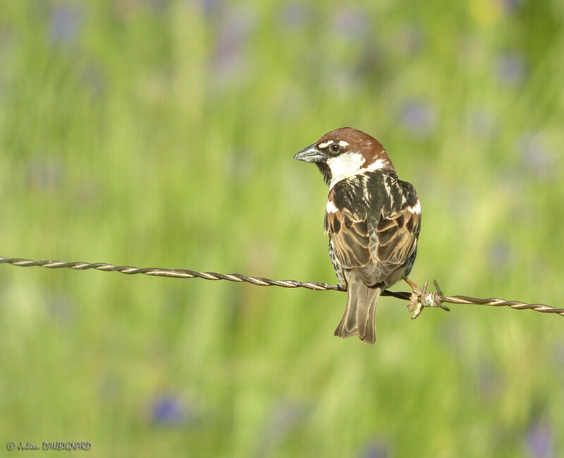 Spanish Sparrow male, identification