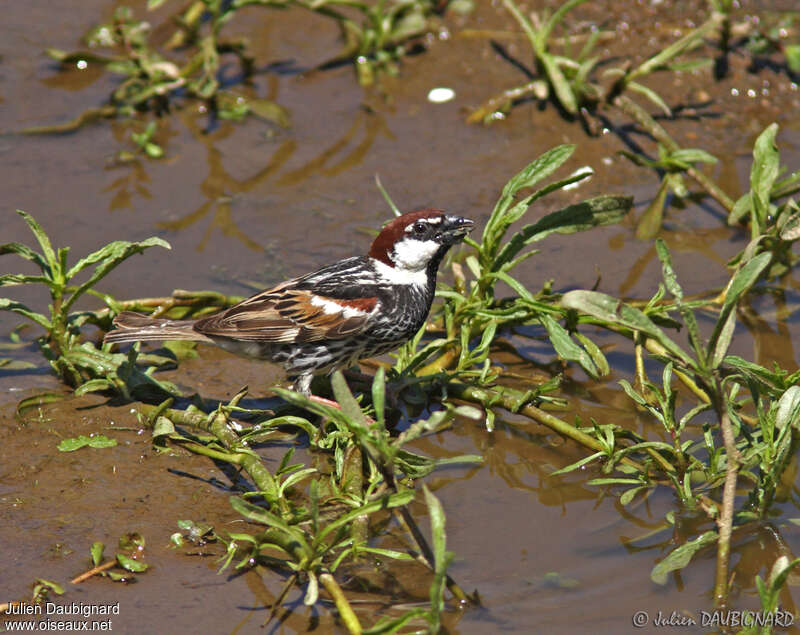 Spanish Sparrow male adult, drinks