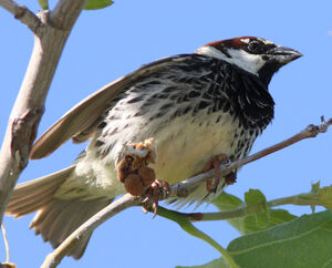 Moineau espagnol