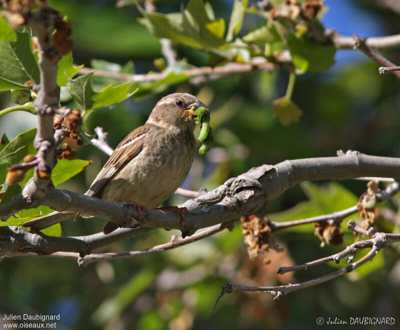 Spanish Sparrow female adult, feeding habits, Reproduction-nesting