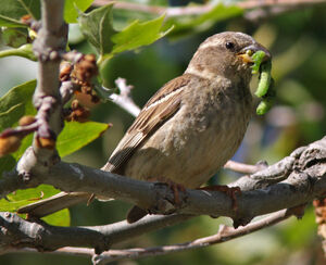 Moineau espagnol