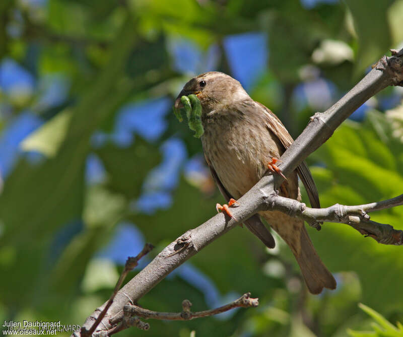 Spanish Sparrow female adult, feeding habits, fishing/hunting