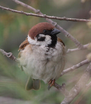 Eurasian Tree Sparrow 
&copy; Julien Daubignard