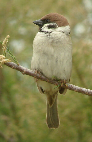 Eurasian Tree Sparrow 
&copy; Julien Daubignard