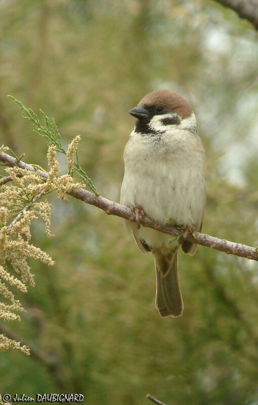 Eurasian Tree Sparrowadult, identification