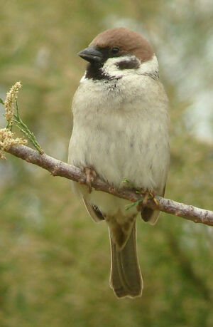 Eurasian Tree Sparrow 
&copy; Julien Daubignard