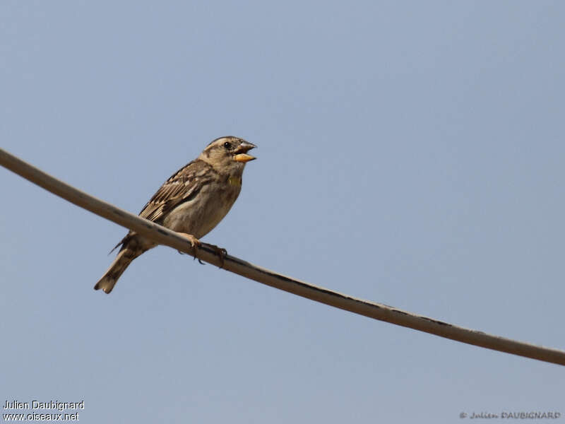 Rock Sparrowadult breeding, song
