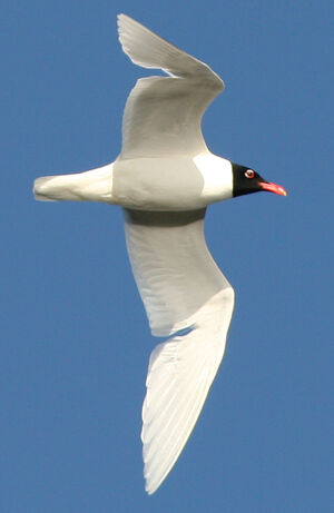 Mouette mélanocéphale