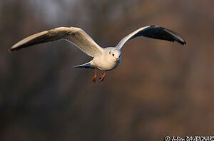 Mouette rieuse