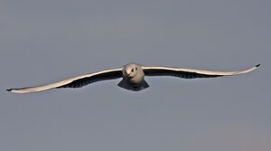 Mouette rieuse