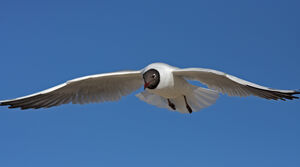 Mouette rieuse