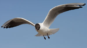 Mouette rieuse