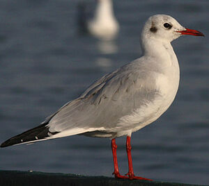 Mouette rieuse