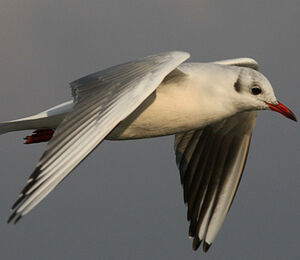 Mouette rieuse