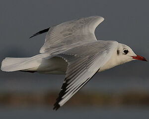 Mouette rieuse