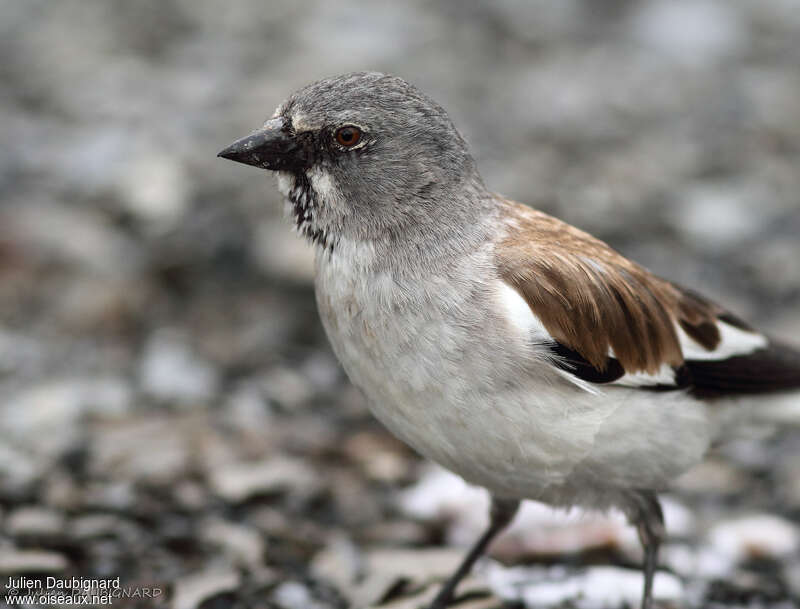 White-winged Snowfinchadult, close-up portrait