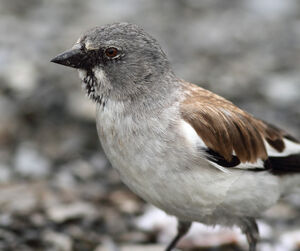 White-winged Snowfinch