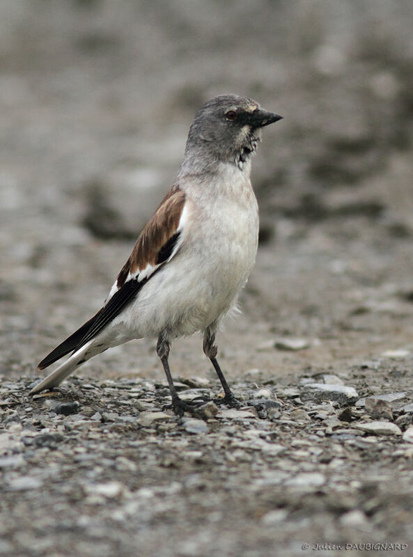 White-winged Snowfinch, identification
