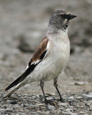 White-winged Snowfinch