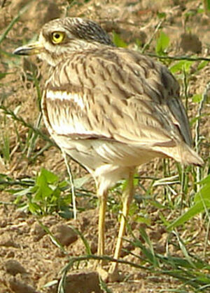 Eurasian Stone-curlew