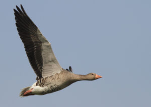 Greylag Goose
