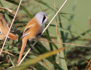 Bearded Reedling