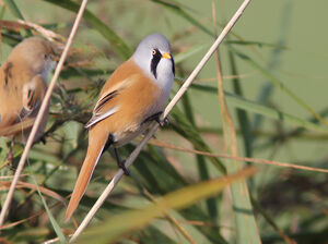 Bearded Reedling