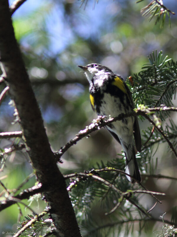Myrtle Warbler, identification