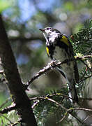 Myrtle Warbler