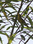 American Yellow Warbler