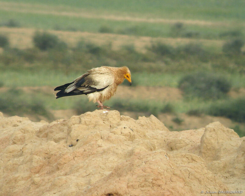 Egyptian Vulture, identification
