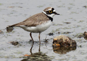 Little Ringed Plover