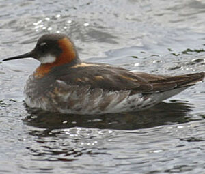 Phalarope à bec étroit